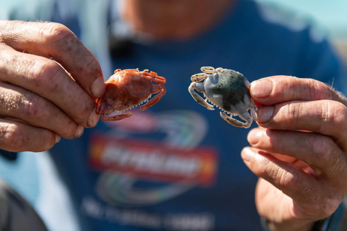 Berkley Gulp! Saltwater Peeler Crab;