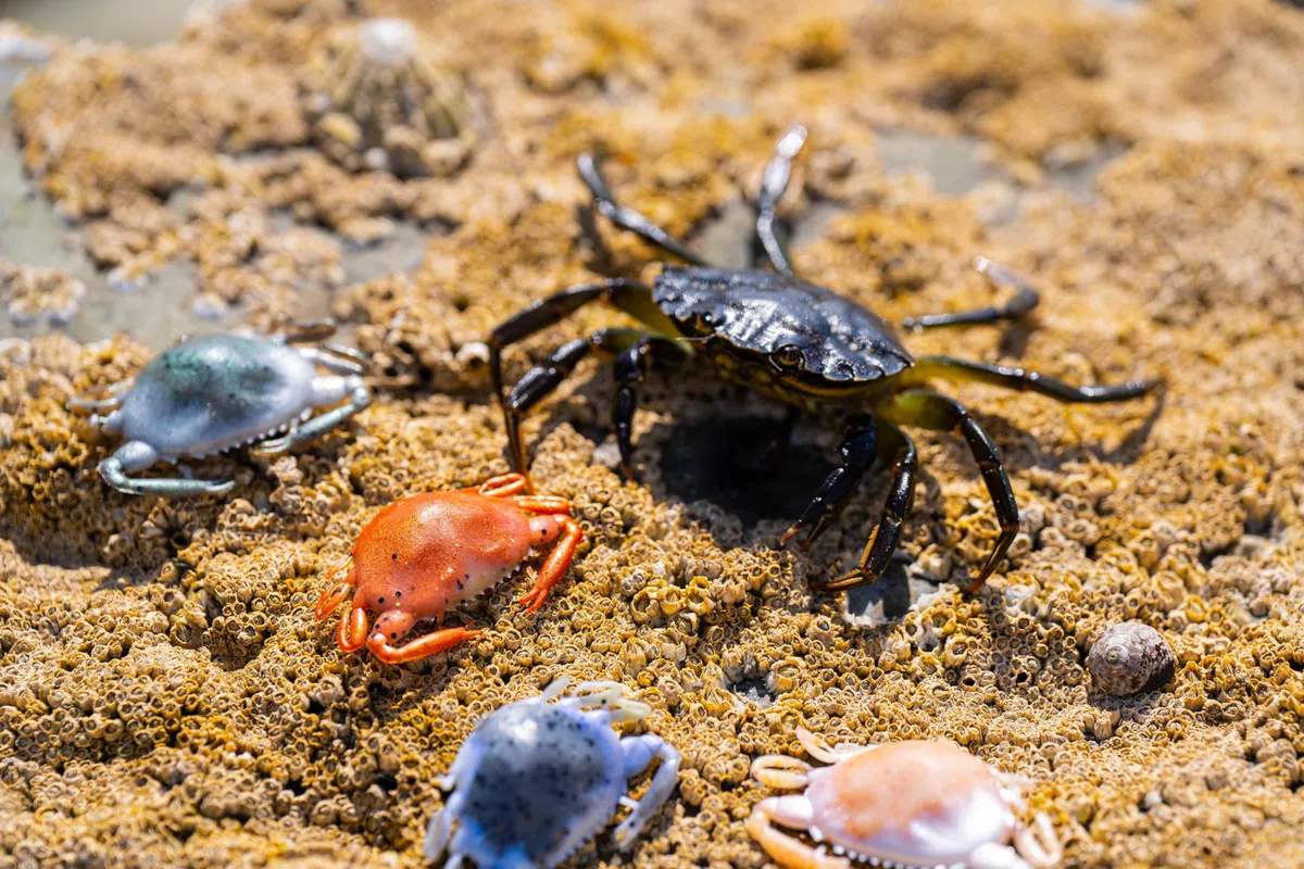 Berkley Gulp! Saltwater Peeler Crab;